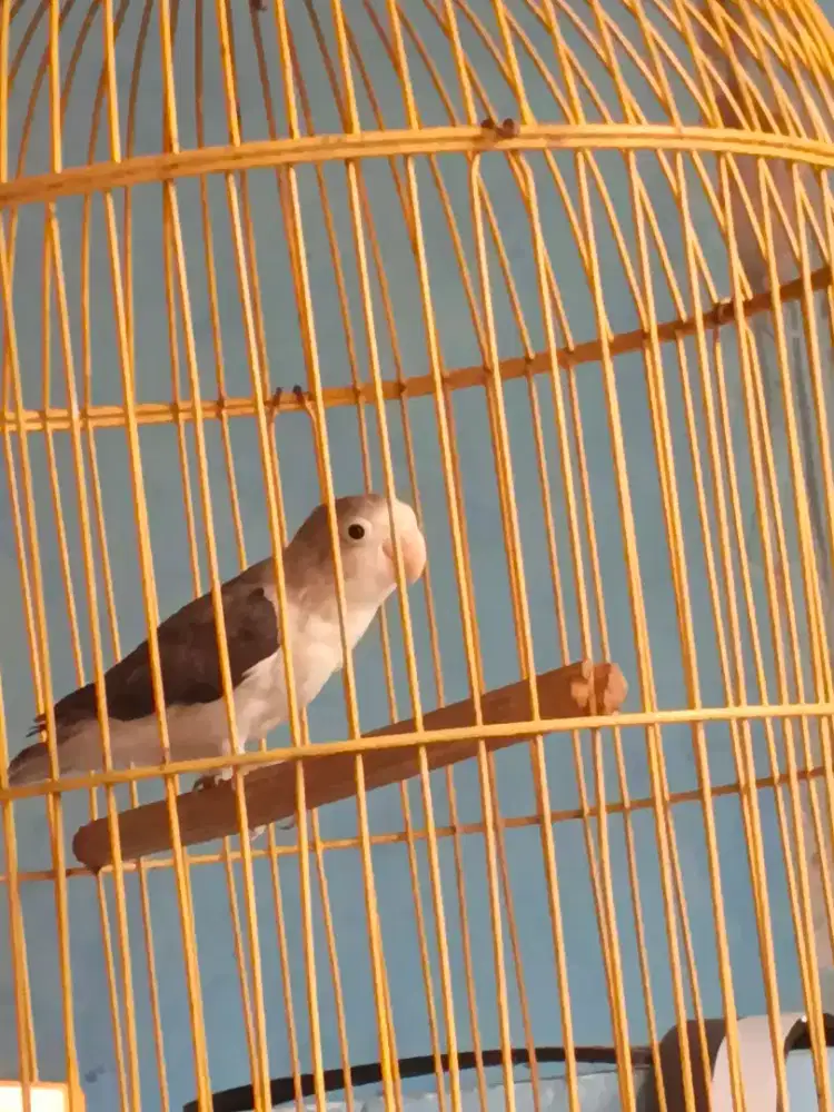 Jual burung love bird fs