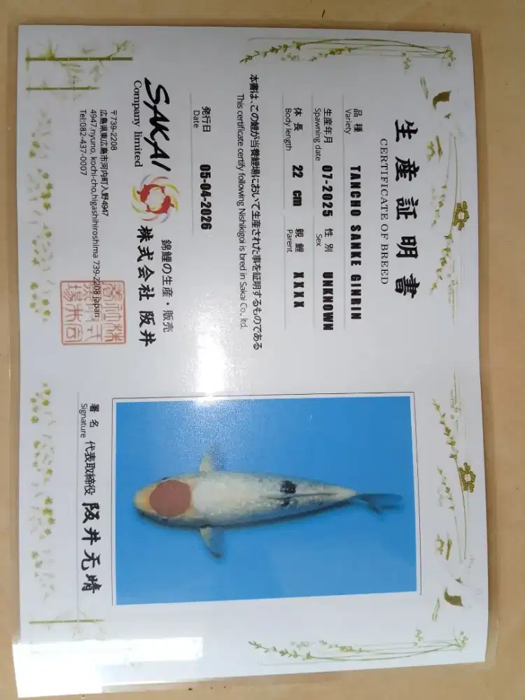 Ikan koi import jenis Tancho Sanke Ginrin 28cm