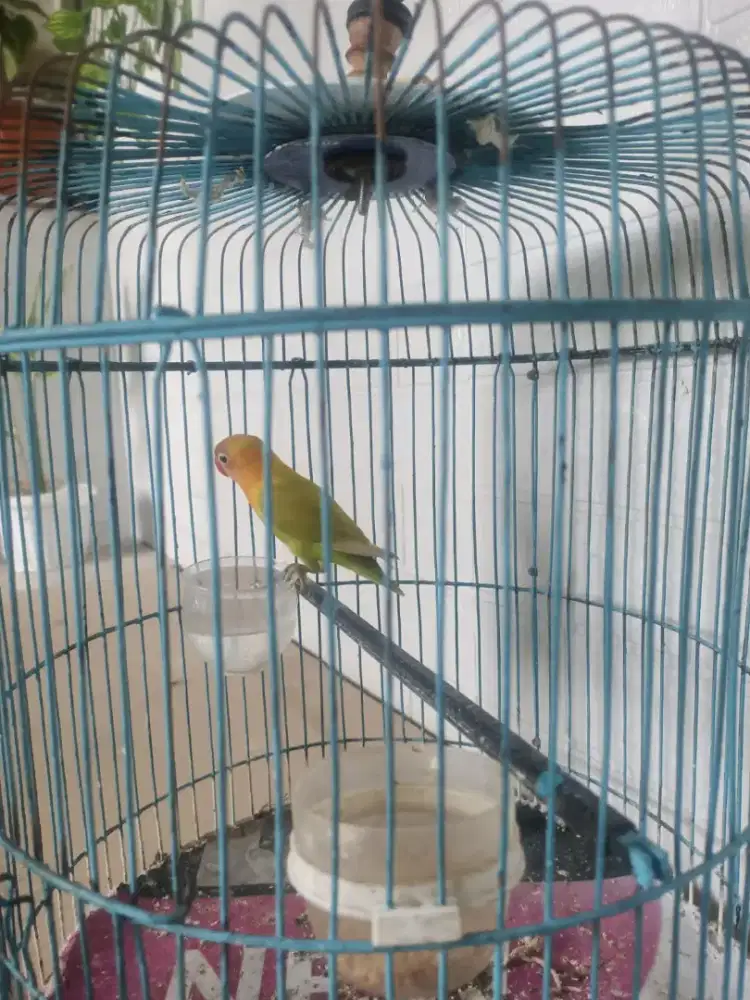 Bismillah di jual burung lovebird+sangkar