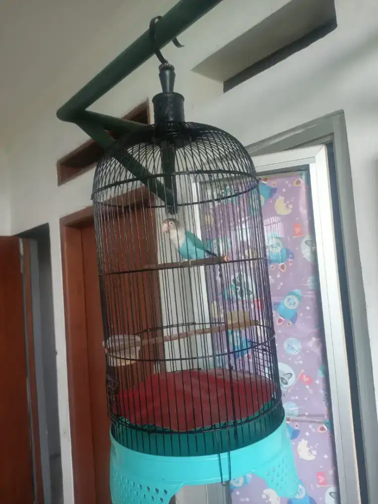 Bismillah di jual burung lovebird+sangkar