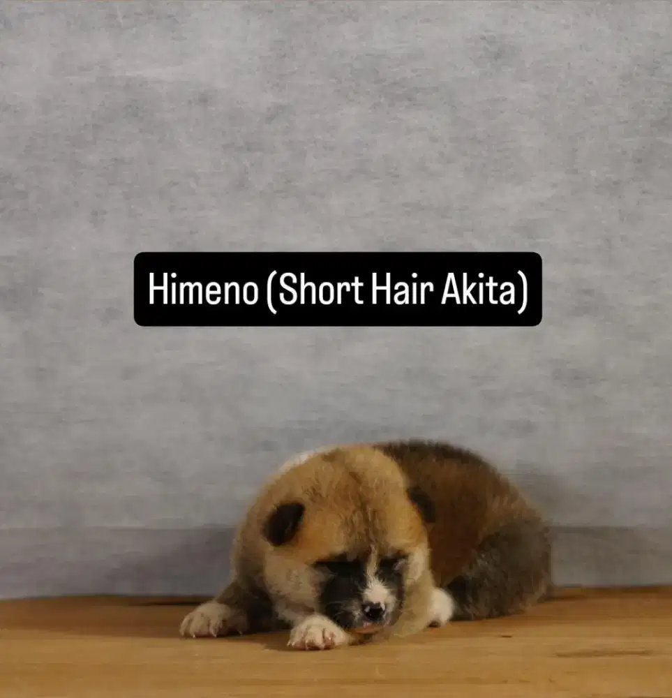 Akita panda premium