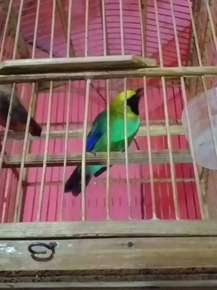 cjm ranting udah rajin bunyi mulus
