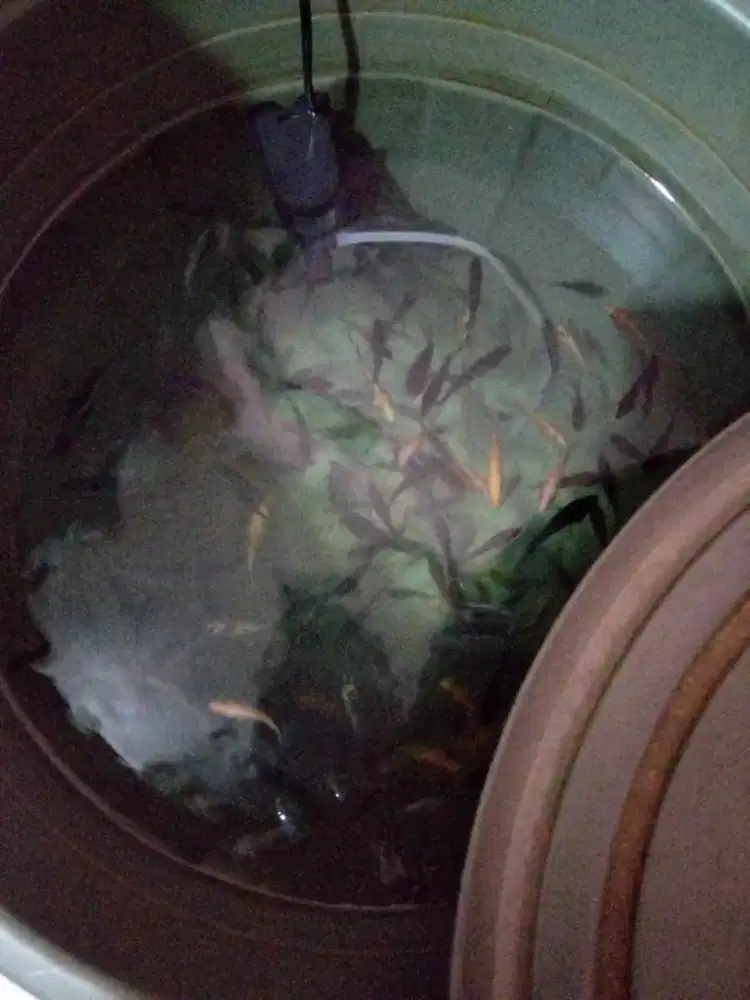 Anakan ikan nila atau mujair ukuran ngorek/2-3 jarian