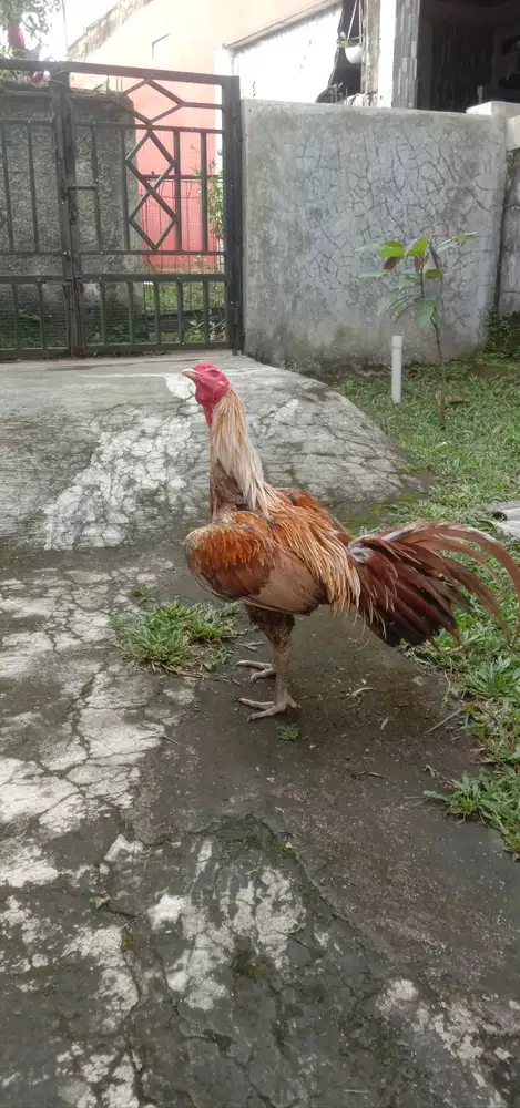 Ayam Bangkok Mangon Cipayung Depok