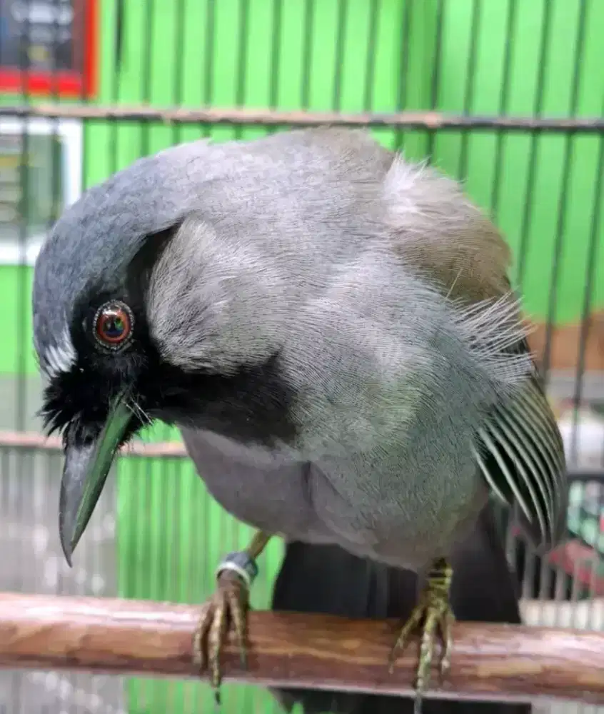 Anakan poksay hongkong jantan garansi