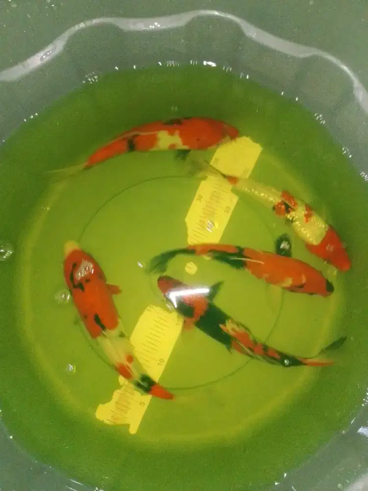 Ikan koi jenis Showa 27cm warna strong