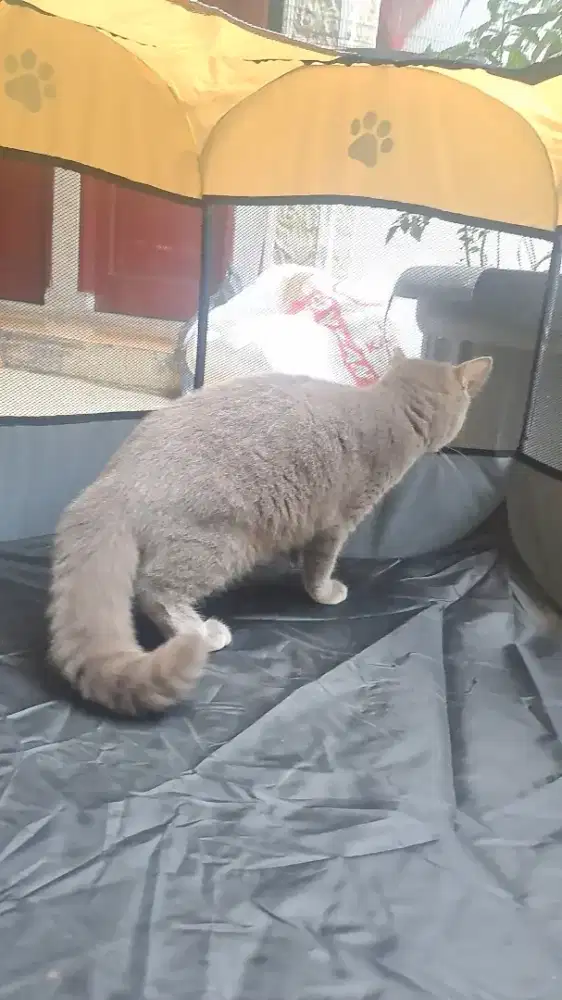 Open Adopt BSH Betina dan Jantan