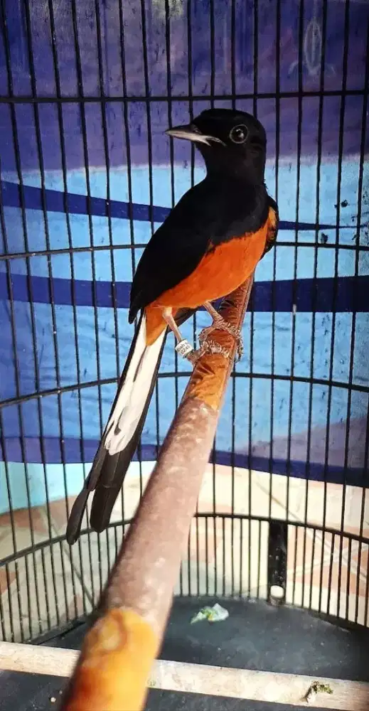 Murai batu gacor ajibbb