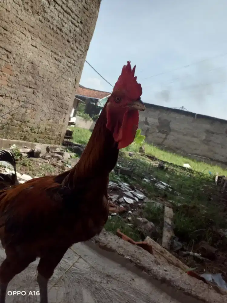Jual ayam pelung bekas pamaceuk (pejantan)