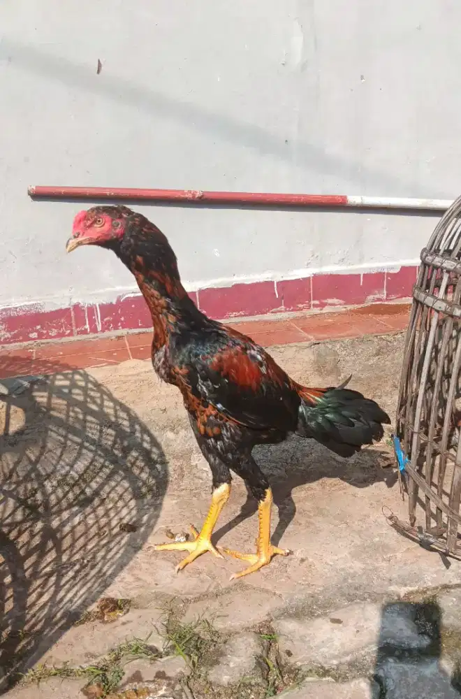 Ayam bangkok muda gress