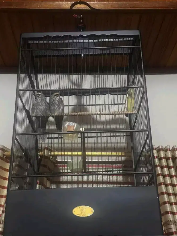 Sepasang cucak rowo siapan produksi