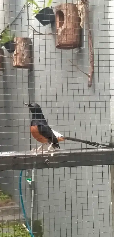 Burung murai sepasang produksi