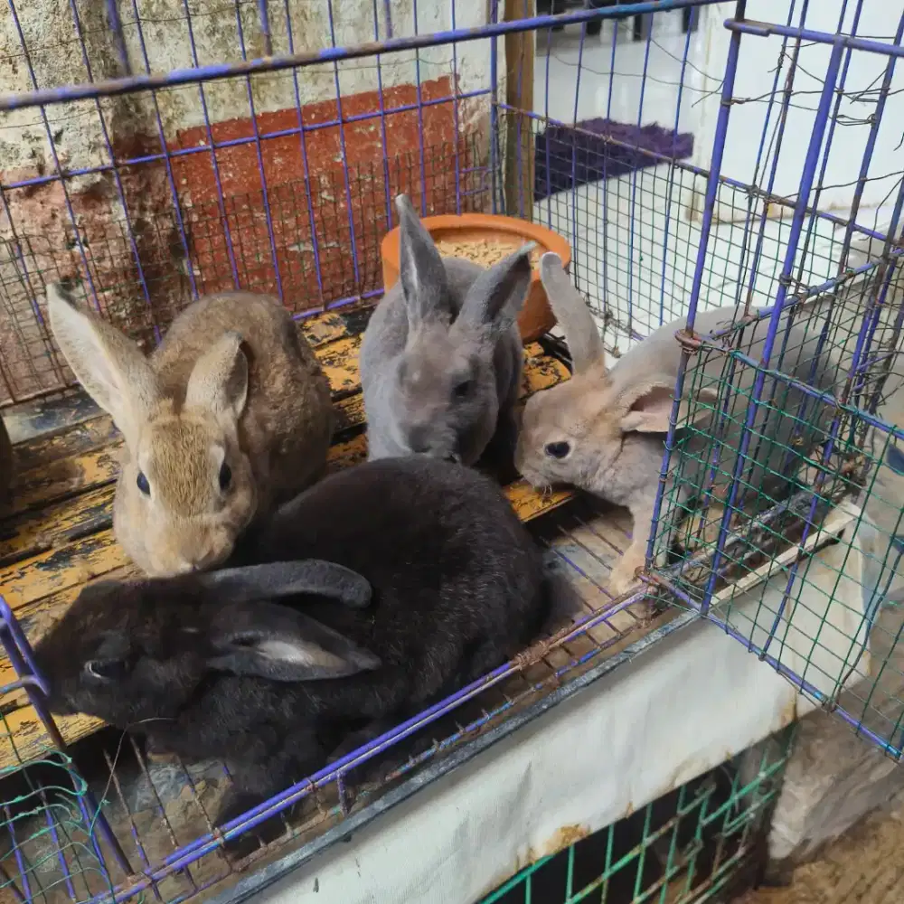 Jual Anakan Kelinci Mini Rex