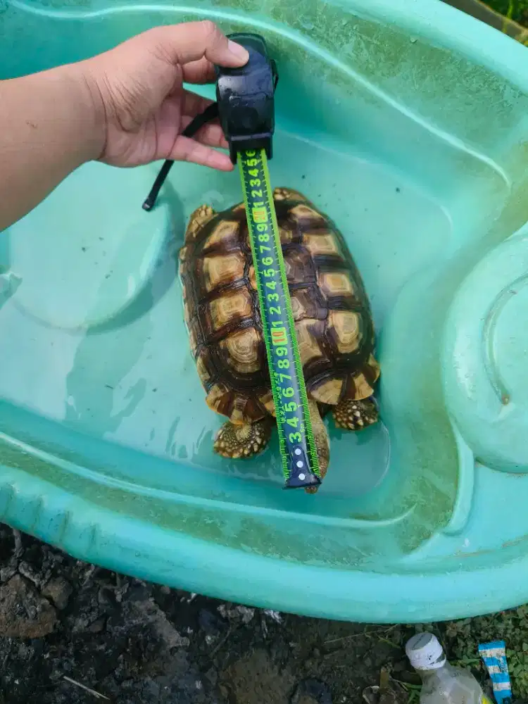 Kura-kura sulcata