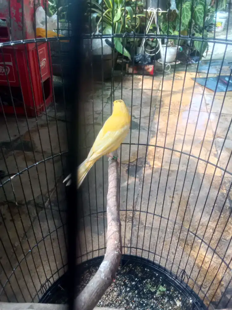 Kenari jantan usia 2 bulan