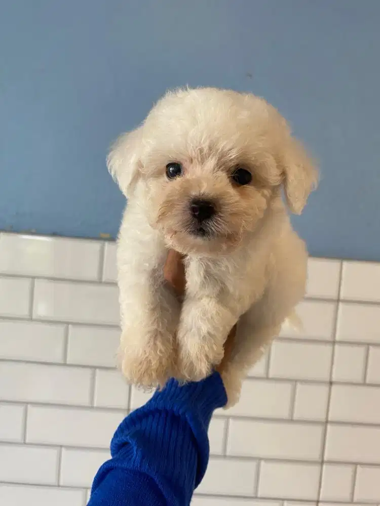 MALTIPO PUPPY LUCU