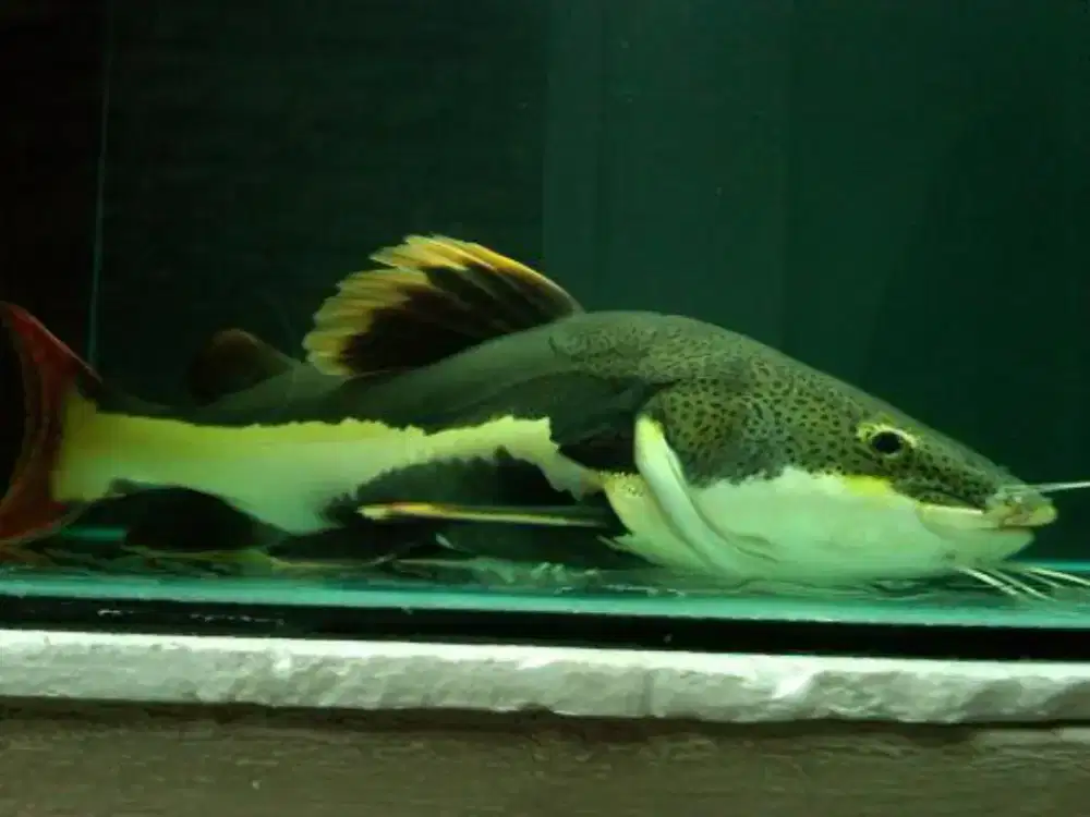 Redtail catfish etc 45-50cm