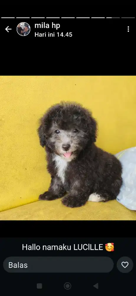 Super Tiny Silver Jantan