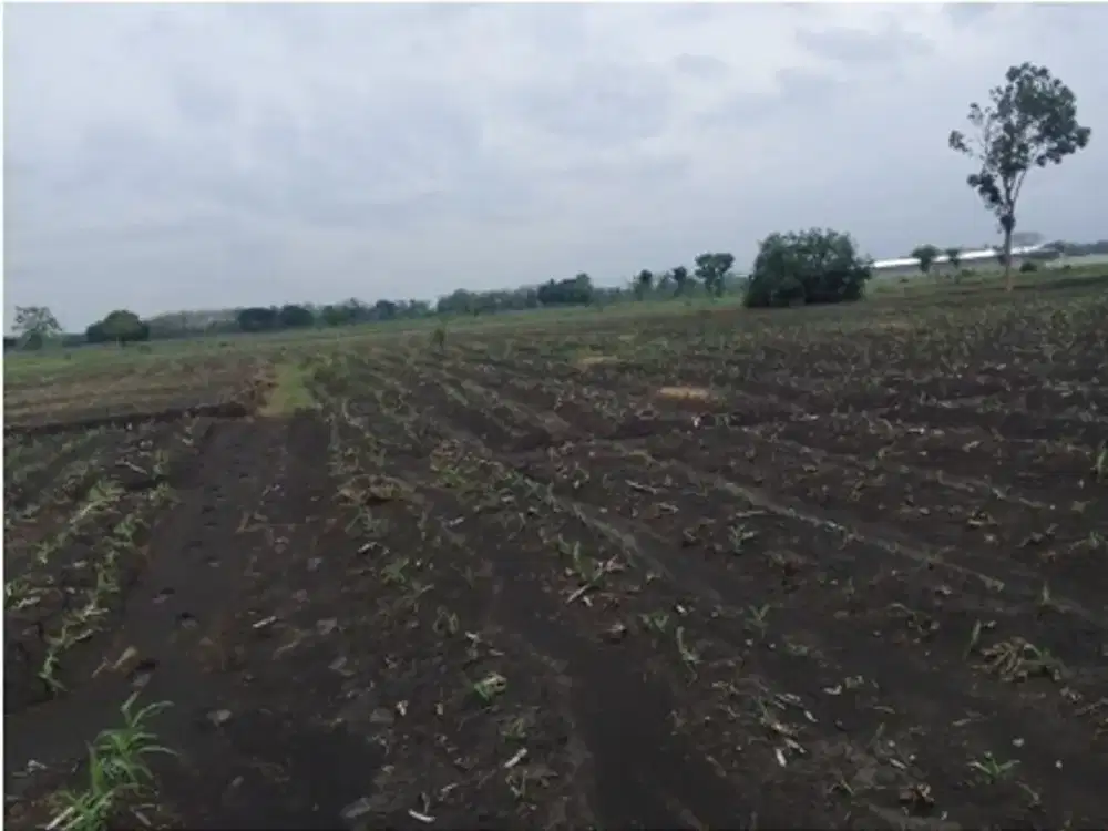 Tanah Kel Pojok Kulon Kec Kesamben Kab Jombang