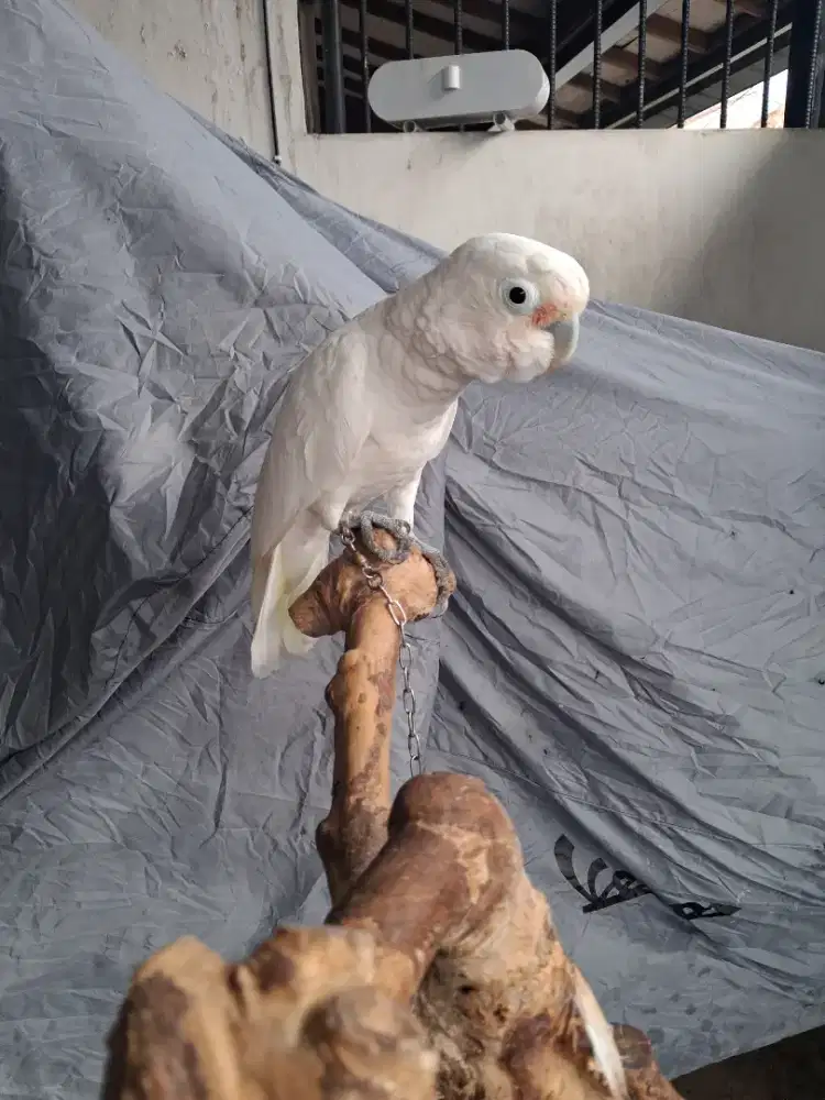 Burung gofin jinak total
