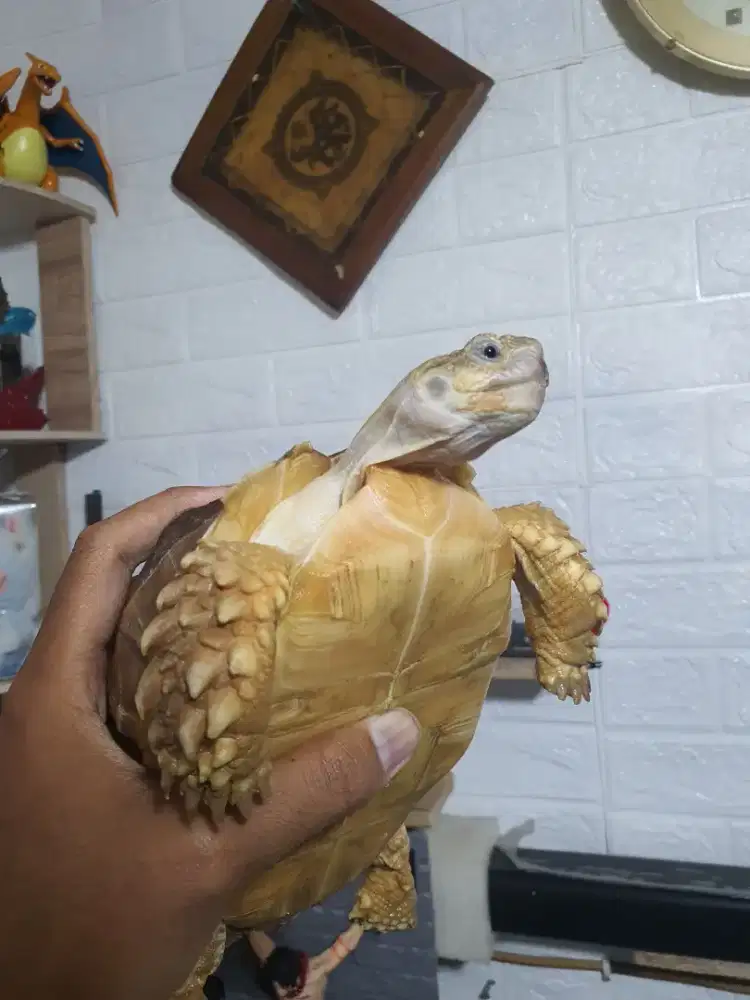 Kura kura Sulcata