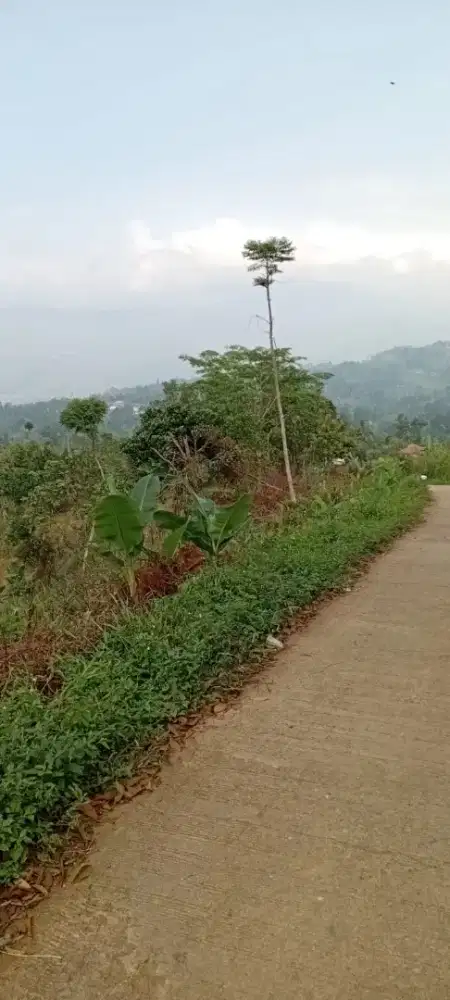 Tanah 8,000mtr2