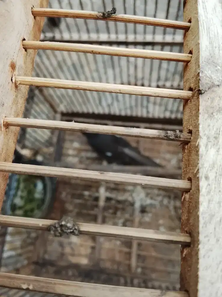 Jual burung air mancur