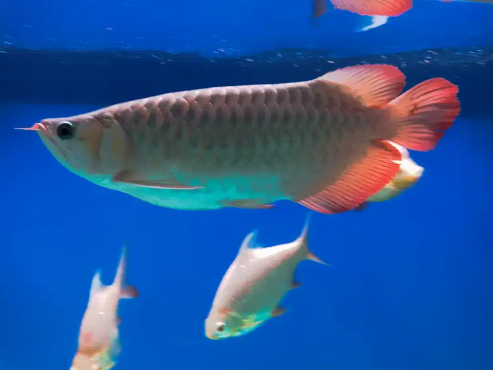 Arwana SR 35 cm