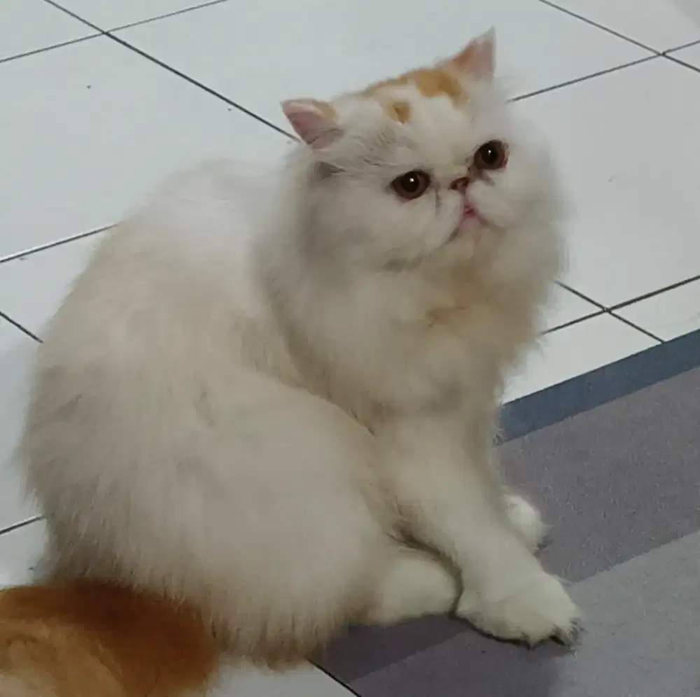 Persia Peaknose Indukan