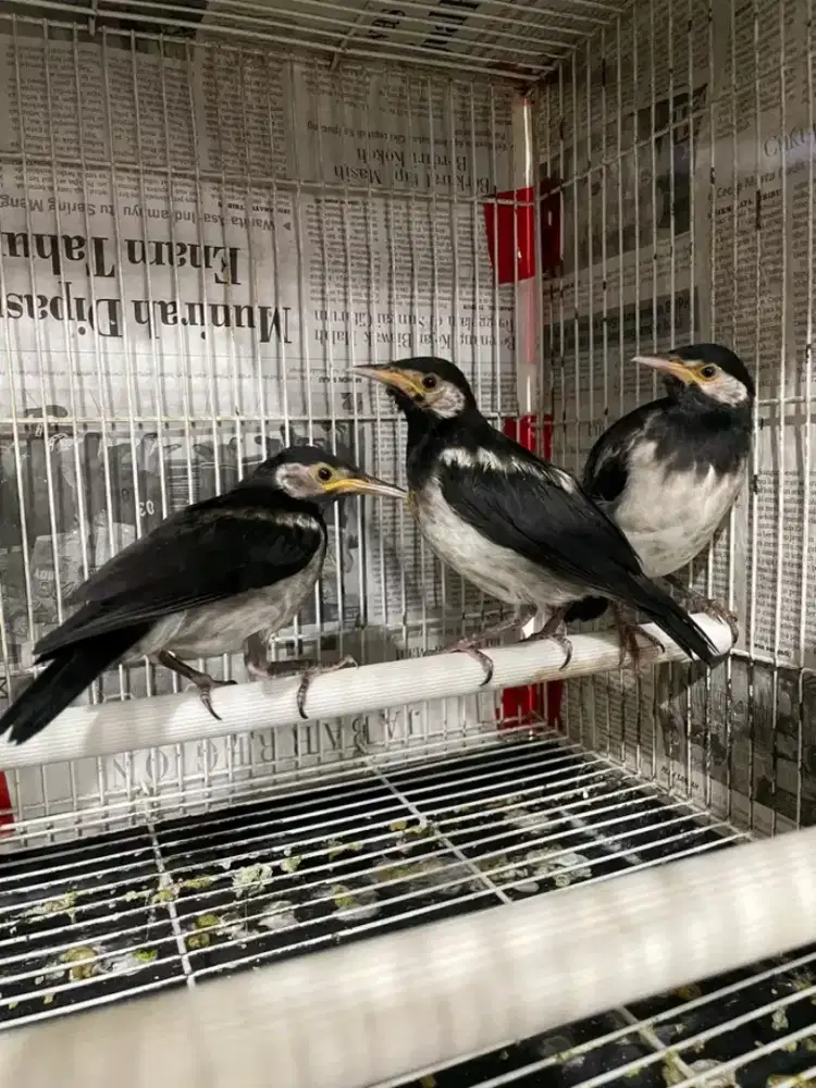 Anakan jalak suren jawa mandiri