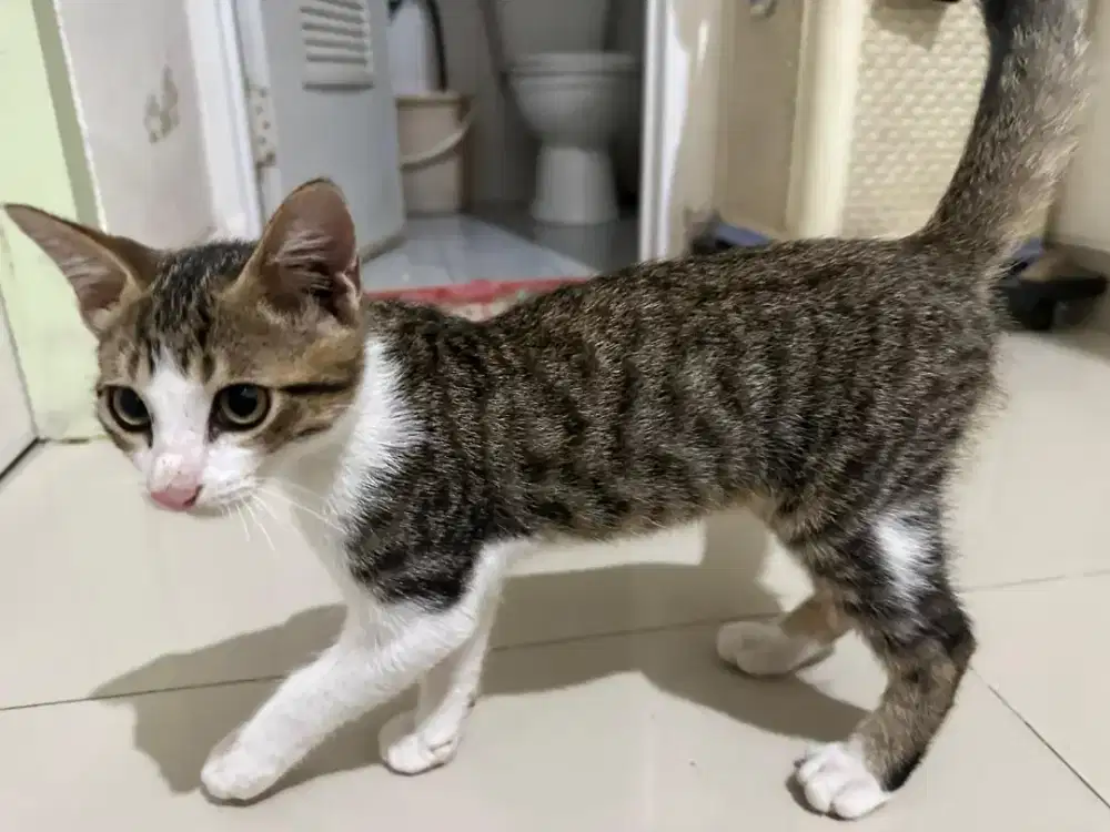 Kucing Anabul 3 bulan