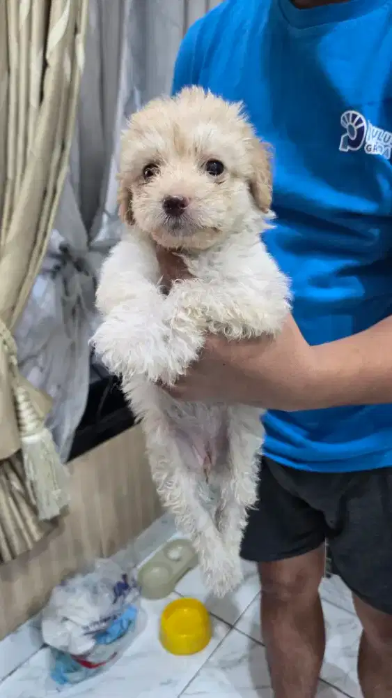 Dijual POM X PUDEL