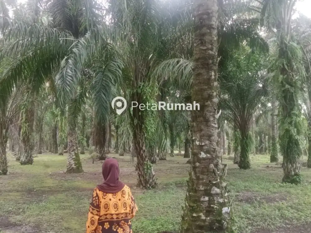 DIJUAL TANAH JALAN JAMIN GINTING DUSUN 7 LAU MULGAP (HANNY)