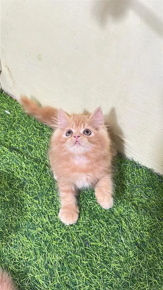 Persia flatnose