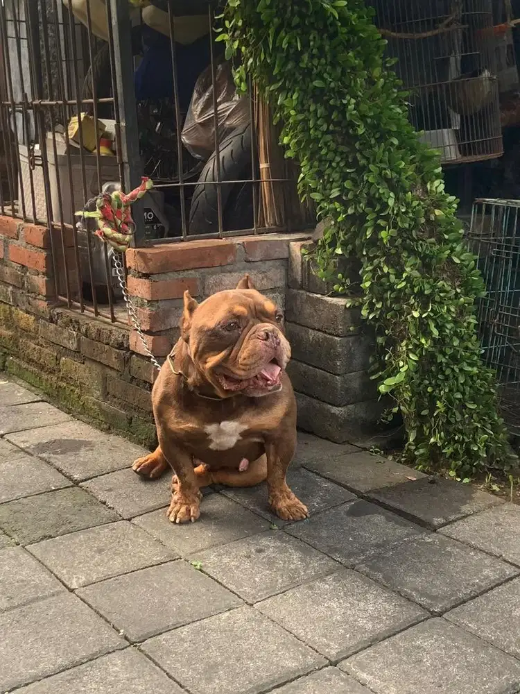 American bully stud