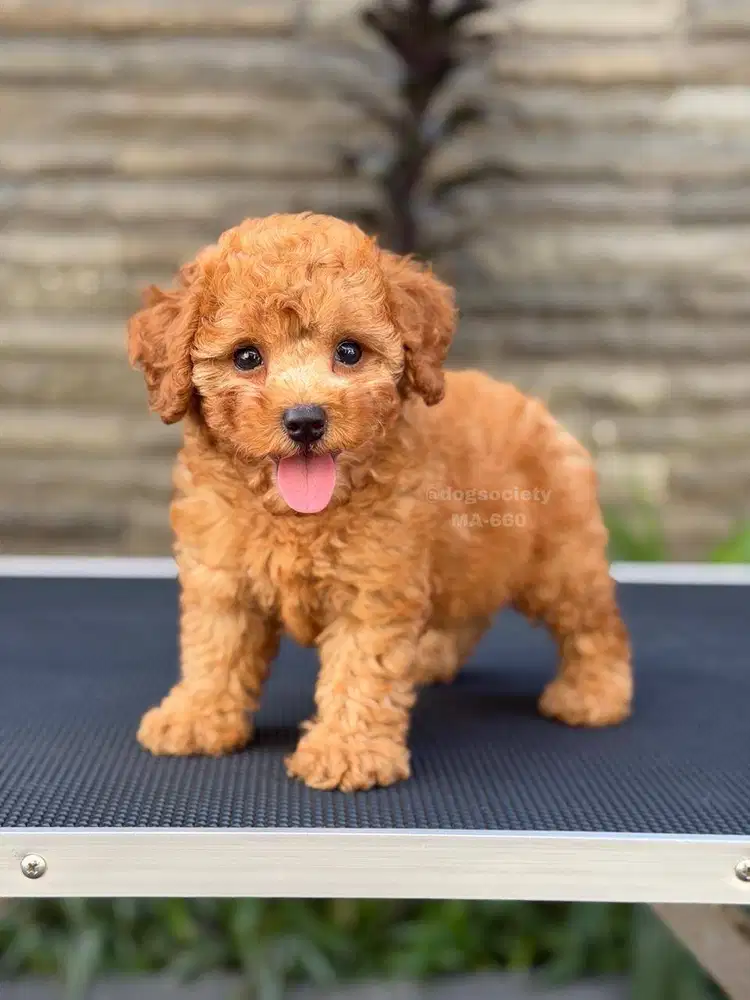 Poodle Teddy Face Super Gemas