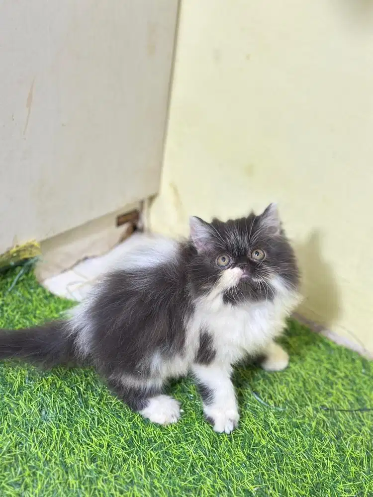 Persia flatnose