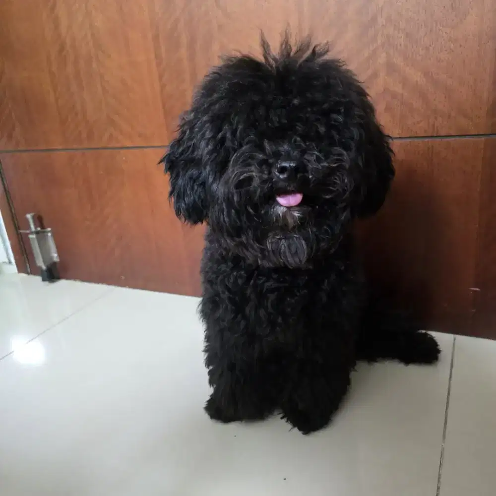 DIJUAL PUDDLE JANTAN