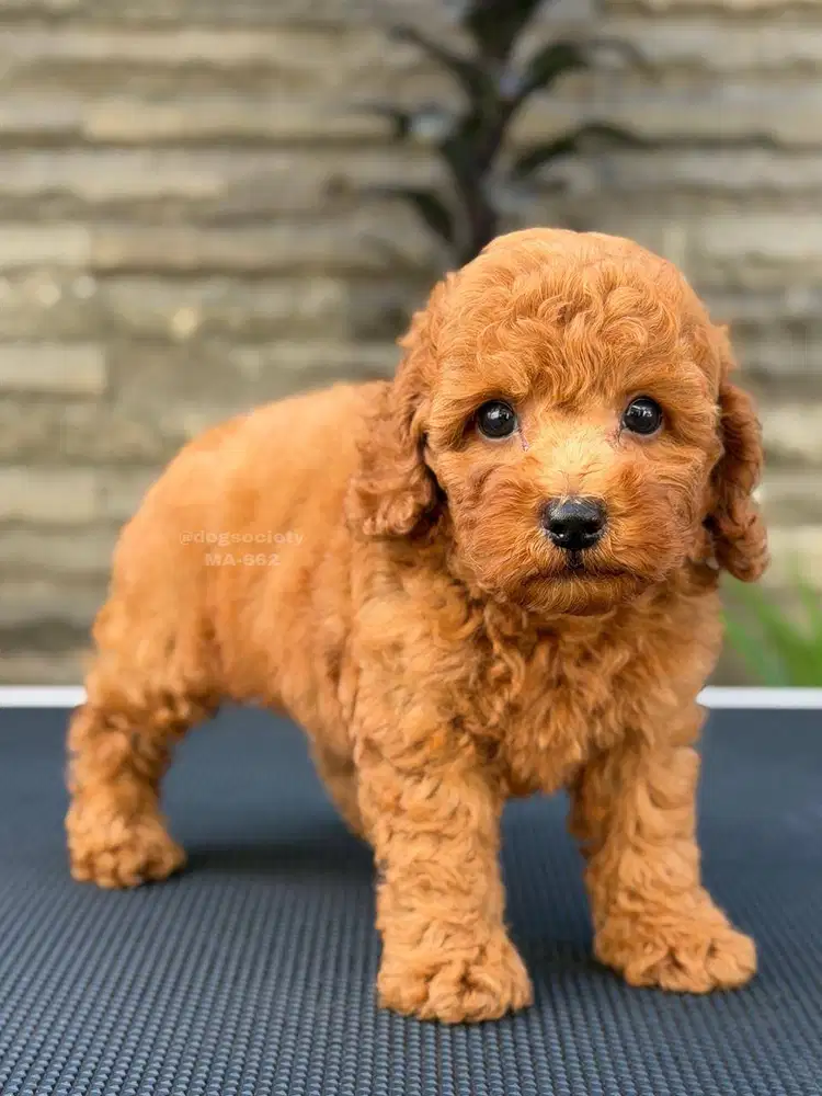 Poodle Mini Fluffy Berkualitas