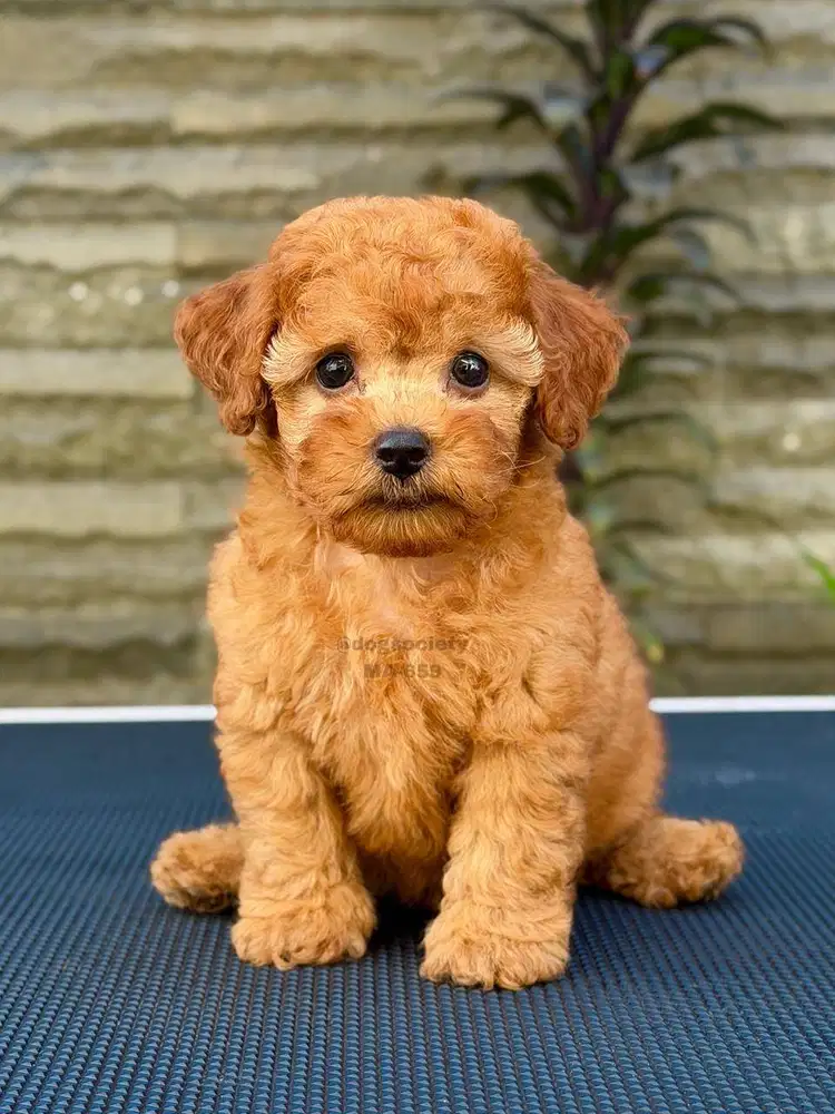 Poodle Puppy Imut dan Pintar
