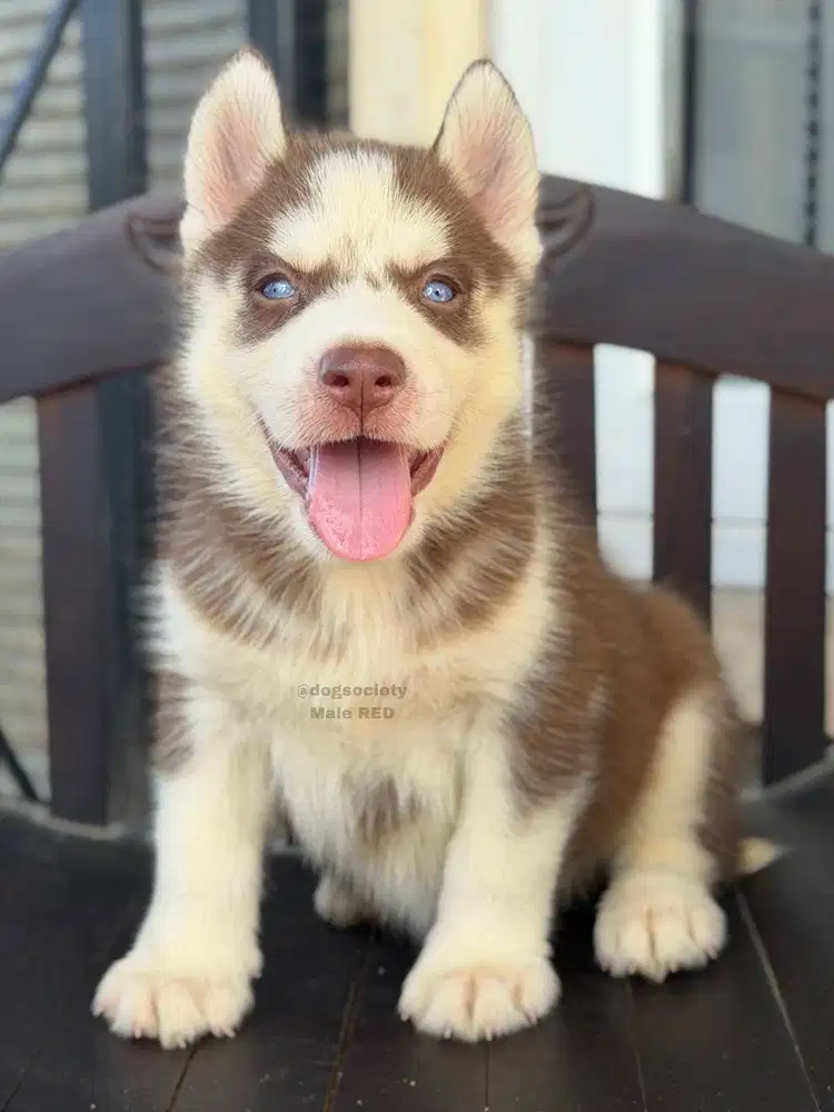 Siberian Husky Mata Biru Super Cute