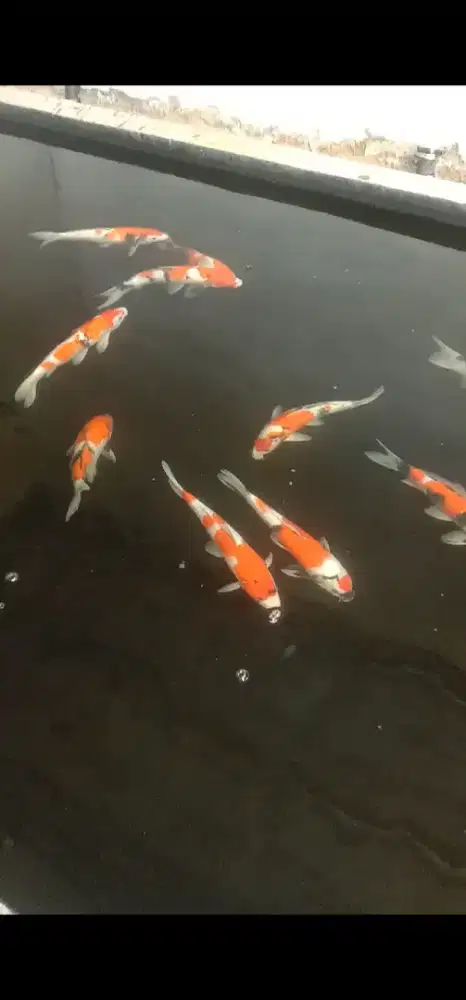 Ikan koi blitar