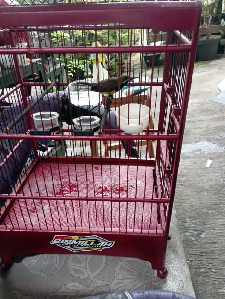 sogon Sulawesi rajin nembak