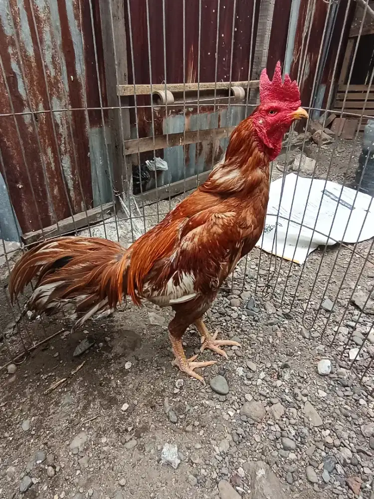 Ayam pama umur 14 bulan