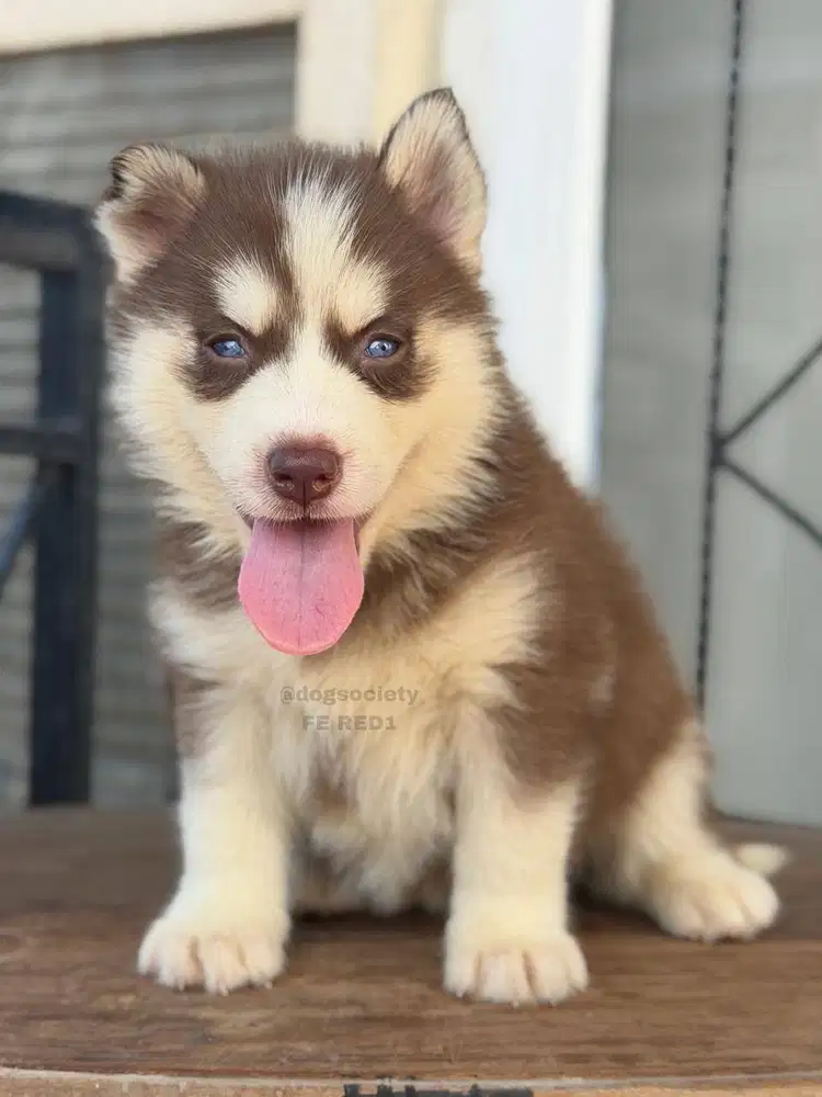 Husky Puppy Full Coat Berkualitas