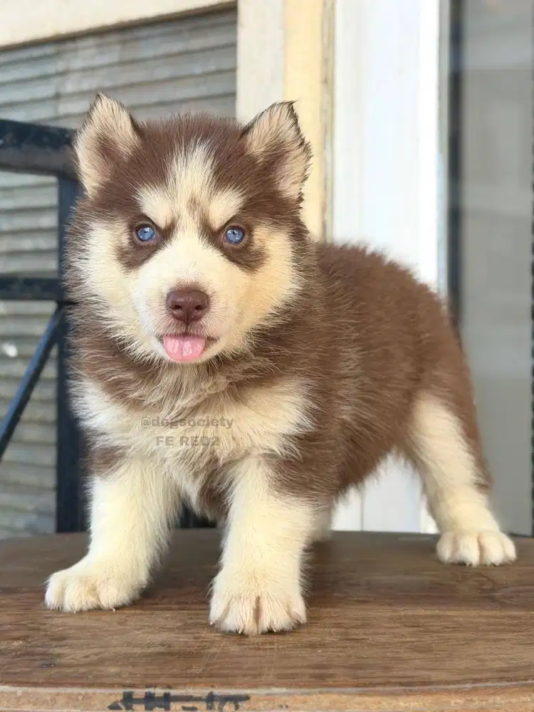 Siberian Husky Fluffy dan Sehat