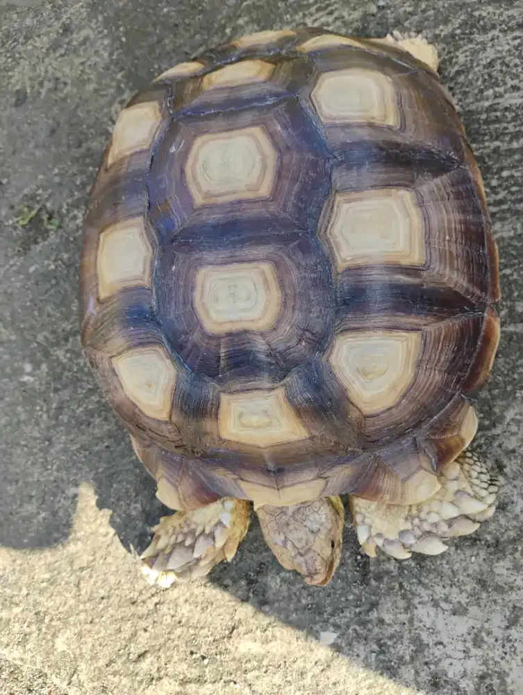 Kura kura Sulcata