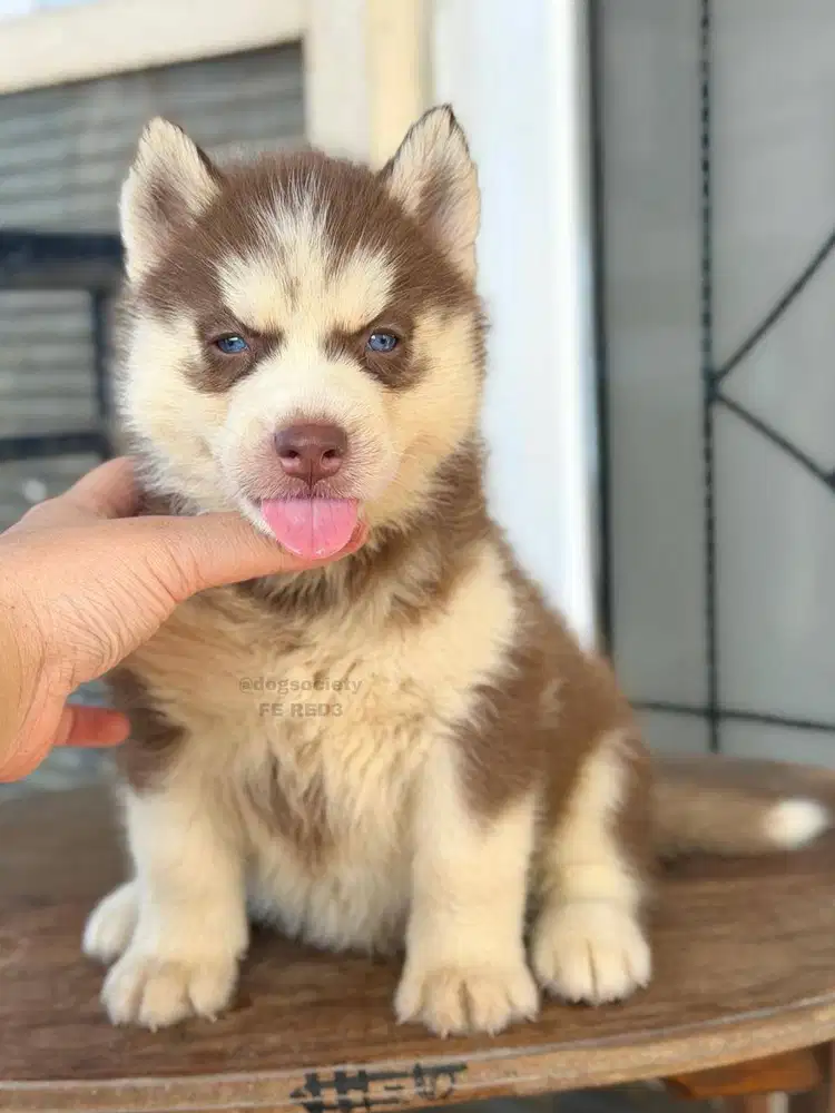 Husky Mata Biru Siap Jadi Best Friend