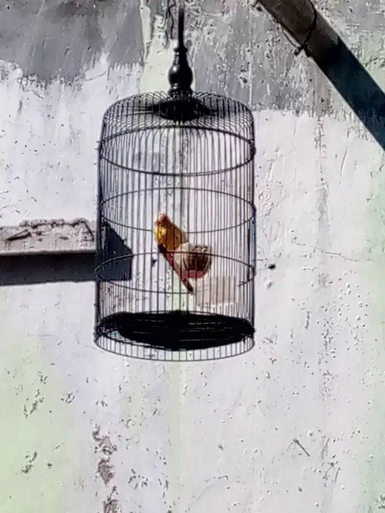 burung kenari af paud gembling
