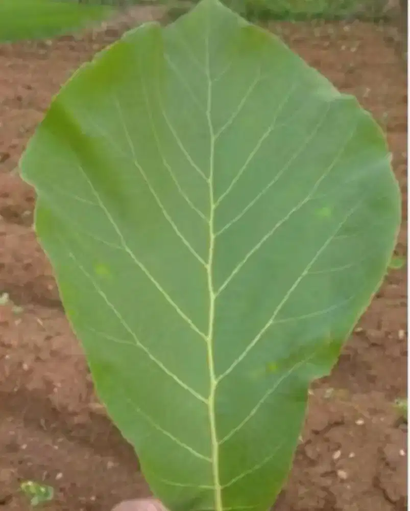 Daun jati segar